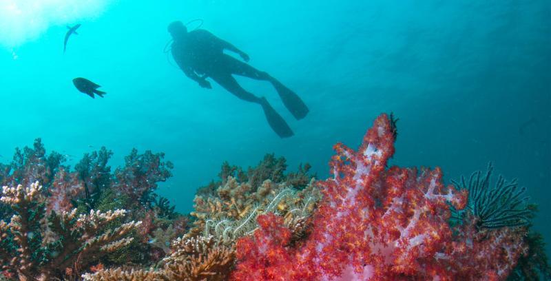 Tanjong Jara Resort, Terengganu - A Small Luxury Hotels Of The World Dungun Ngoại thất bức ảnh Scuba diving in the Red Sea